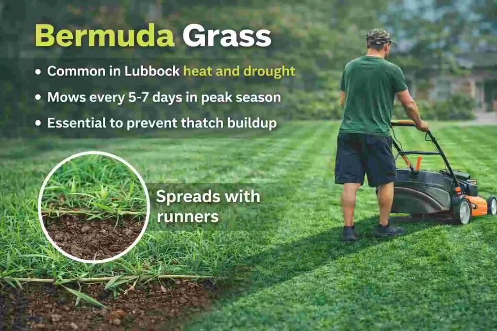 Bermuda Grass
