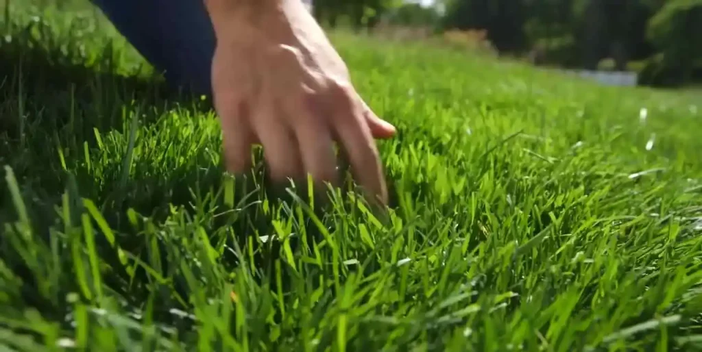 Best Lawn Care Practices