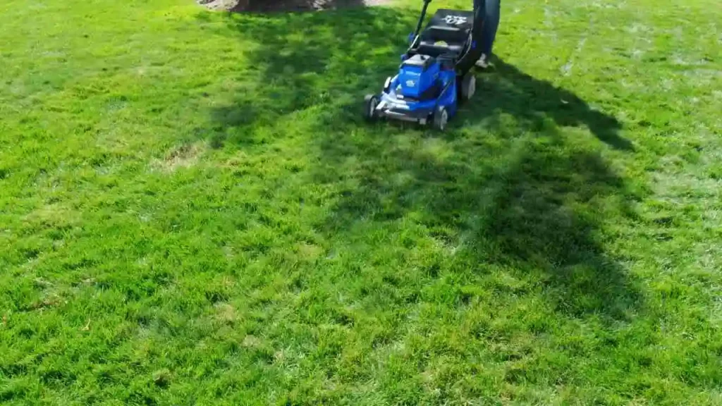 Mow to Protect Roots, Not Just Appearance