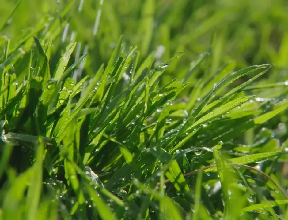 lubbock lawn maintenance tx