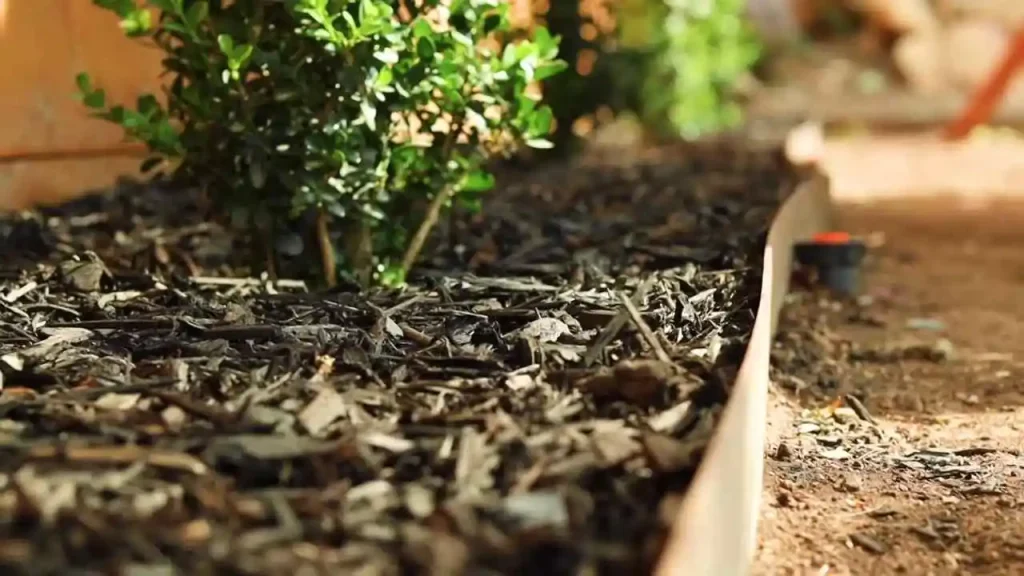 Use Mulch to Protect Soil and Plants