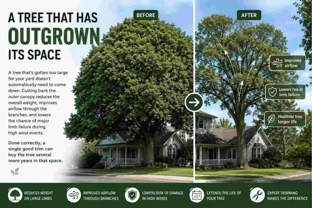 A Tree That Has Outgrown Its Space