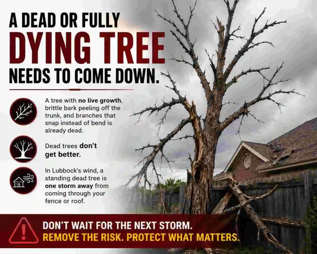 A dead or fully dying tree needs to come down. 