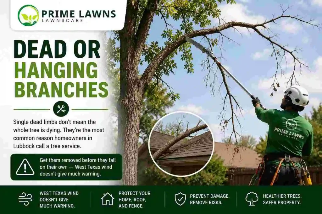 Dead or Hanging Branches